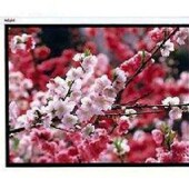 全新红金叶 3白塑250英寸电动遥控投影幕布