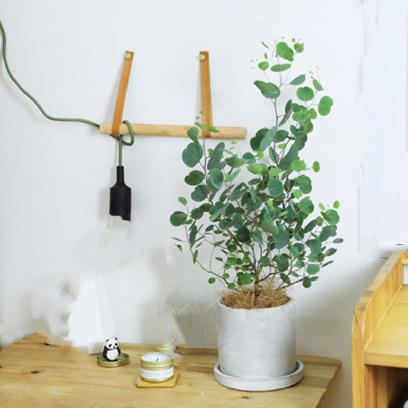 尤加利桉树树苗盆栽加拿大品种观叶植物室内外阳台花园四季花包邮