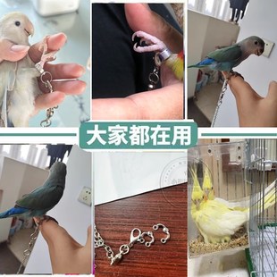 鹦鹉脚链虎皮迷你牡丹玄风伯劳不锈钢合金遛鸟脚环鸟牵引链鸟站架