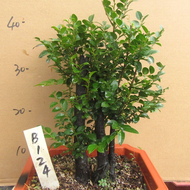 小叶檀香紫檀木盆景树桩室内绿植盆栽紫檀四季常青植物黑檀黑骨茶