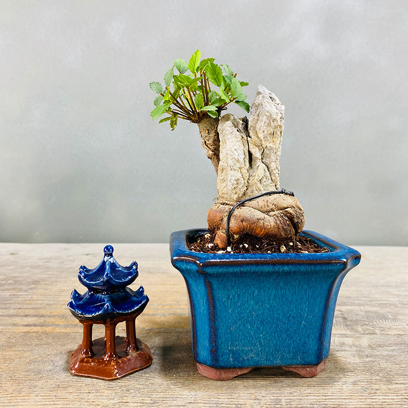 小叶榆树抱石微型盆景花卉植物室内花榔榆客厅办公室桌面绿植盆栽