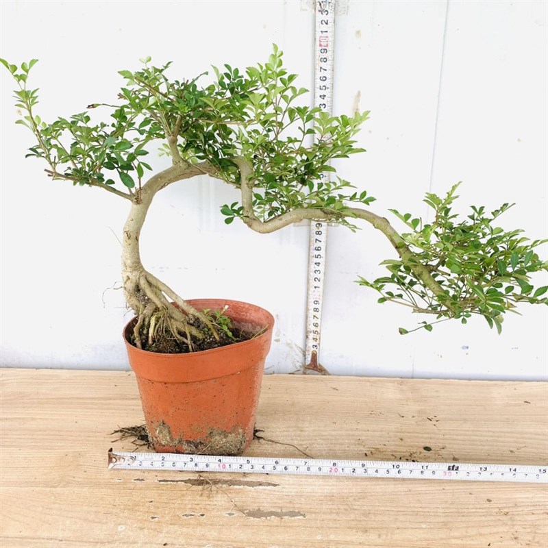 悬崖式小叶栀子花提根飘枝造型罗汉松盆景九里香白蜡女贞矮霸老桩