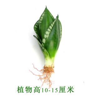 虎皮兰盆栽客厅绿植稀有品种雪花宝镜金边虎尾兰白玉植物室内盆景