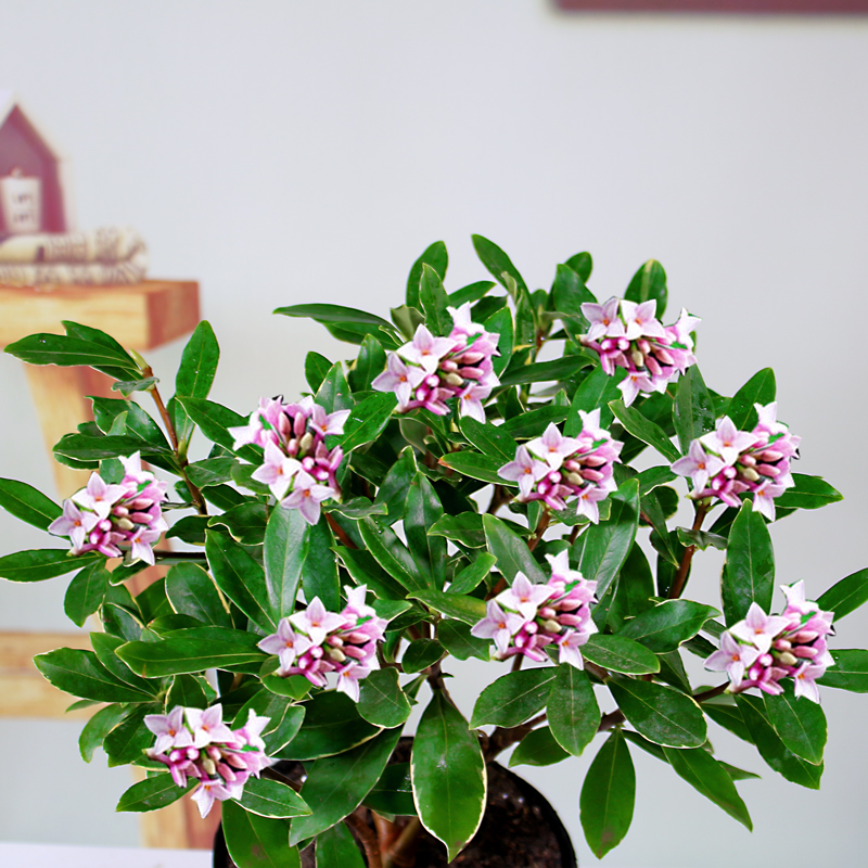 金边瑞香大苗盆栽浓香型老桩客厅花卉植物室内花耐寒开花不断易活