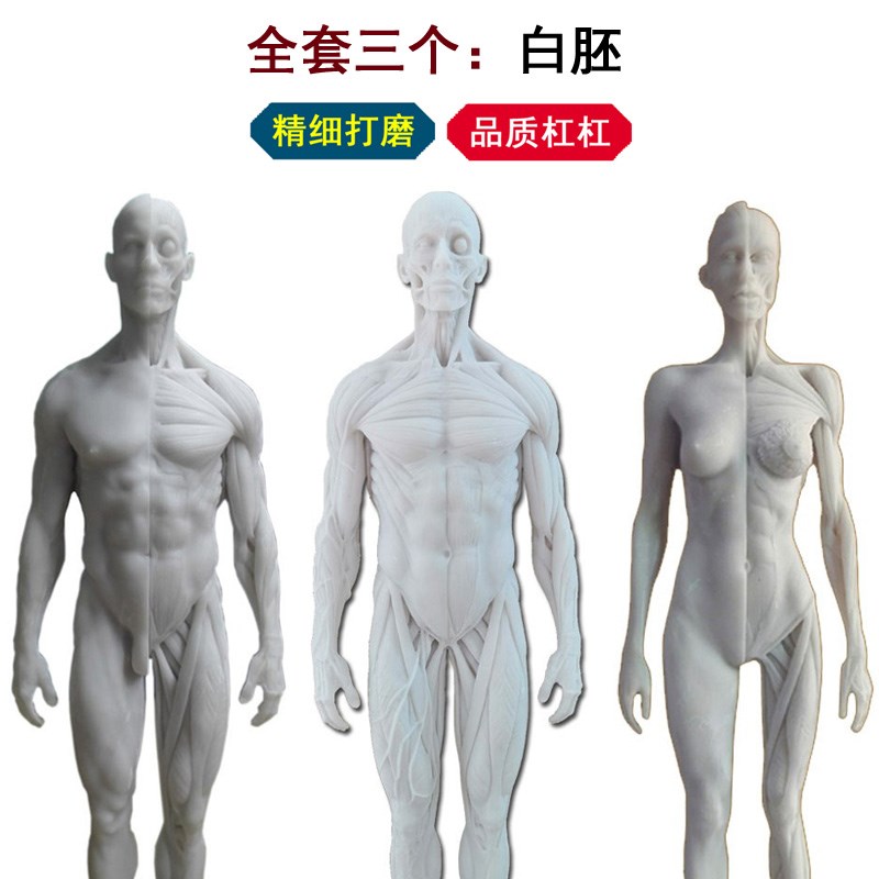 30cm艺用人体肌肉骨骼解剖结构模型绘画素描头骨石膏玩具美术生
