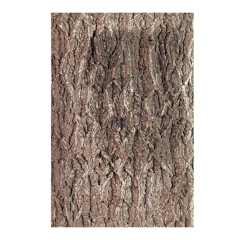 爬宠真树皮软木树皮香槟树皮玻璃缸造景绿植墙装饰水族装饰树皮