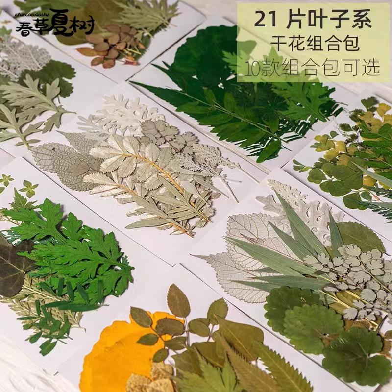 植物标本制作工具幼儿园手工贴画真树叶子干花diy材料压花装饰画图片