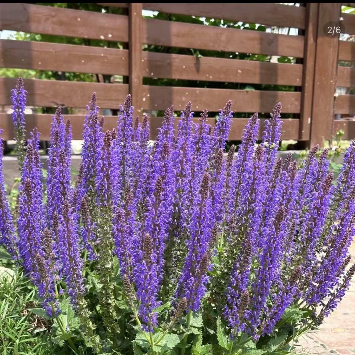 【林荫鼠尾草】1加仑大盆 蓝山鼠尾草宿根多年生庭院花园植物