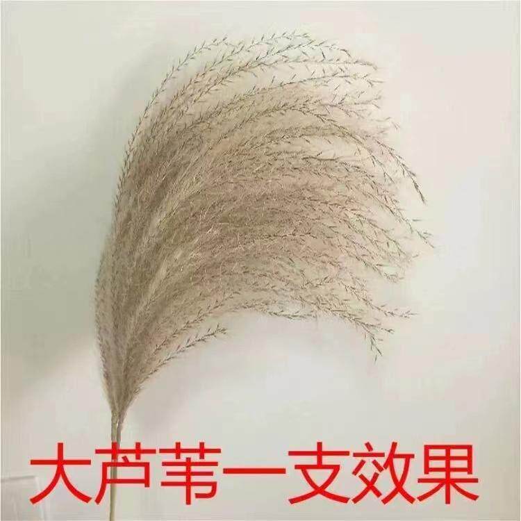 芦天QIT然苇花干花永生束橱窗摆苇件芦花拂尘花狗尾巴草婚庆装饰
