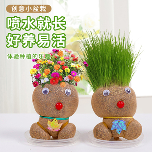 室内种植长草娃娃可爱草头娃娃小盆栽幼儿园手工桌面绿植盆栽摆件
