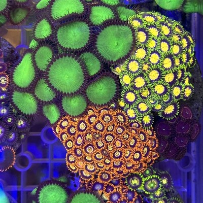 海水纽扣珊瑚海缸除藻生物海水珊瑚沙群海葵花群海葵造景海缸观赏