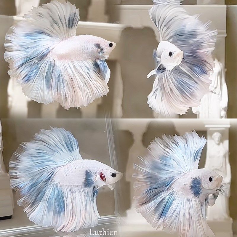 泰国斗鱼淡水鱼热带鱼婚纱半月鱼苗观赏鱼高颜值桌面宠物好养耐活,宠物/宠物食品及用品,鱼,淘宝优惠券,粉丝福利购,淘宝优惠卷