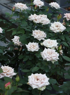 绿园美植  曼塔 切花月季复古银灰白色高级尖瓣玫瑰庭院阳台盆栽