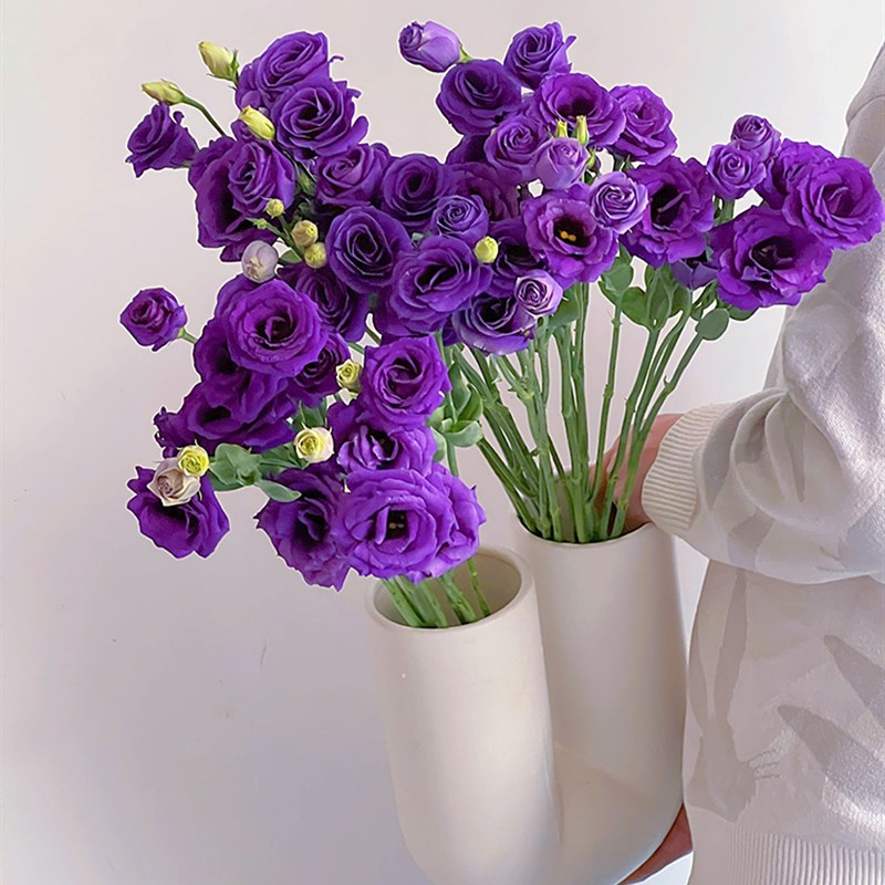 稀有小众高级绝色深紫色洋桔梗鲜花云南斗南直发插花水养节日送花