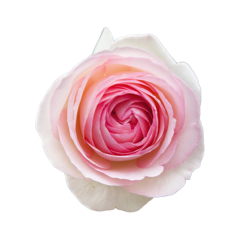 海蒂的花园蓝色阴雨粉色龙沙宝石海妈阳台爬藤月季花苗花卉盆栽苗