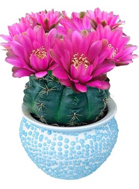 绯花玉仙人球掌室内带花苞大颗多肉开花品种精品好养活小盆栽绿植