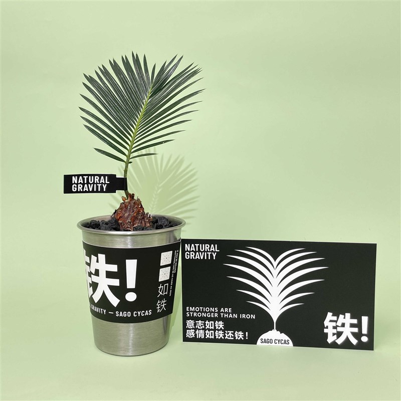 自然引力净化空气苏铁铁树迷你盆栽办公室创意好养植物四季长青