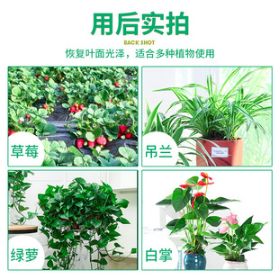 花卉植物叶面光亮剂 亮叶剂使植物叶片洁净亮丽防尘祛去灰尘增绿
