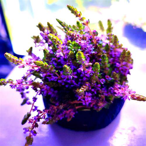 一点红水草净水增氧n鱼缸造景装饰鱼龟虾藏匿处淡水X好养耐活新手