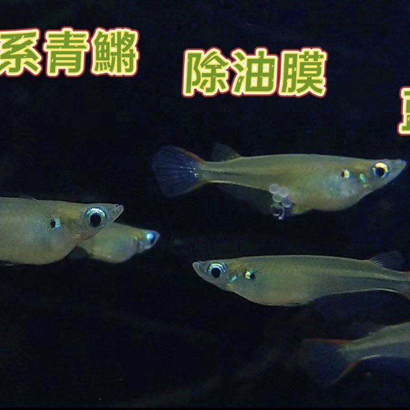 观背青鱂红树林桂系青鱂弓背原生鱼耐寒耐热群游蓝眼睛幽灵除油膜
