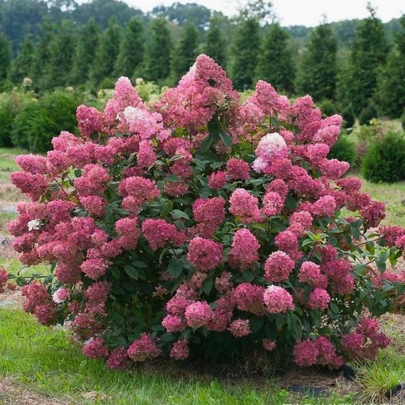 四季开花圆锥绣球活力青柠石灰灯盆栽绣球花苗卉阳台庭院别墅植物