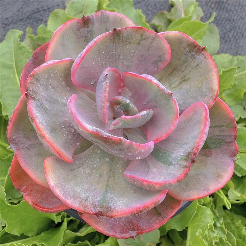 慢悠花房心之月锦精品多肉办公室阳台绿植园艺盆栽花卉庭院多肉