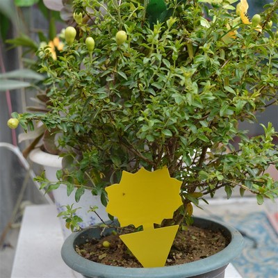 小黄板粘虫板花型家用花卉多肉月季双面沾诱虫板灭虫地插支架包邮