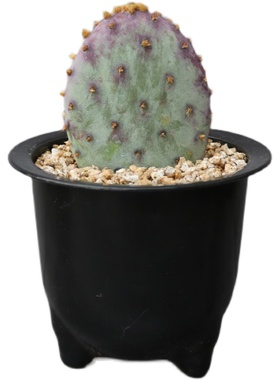 圣丽塔 稀缺品种开花紫色仙人掌多肉植物阳台庭院大型花卉小盆栽