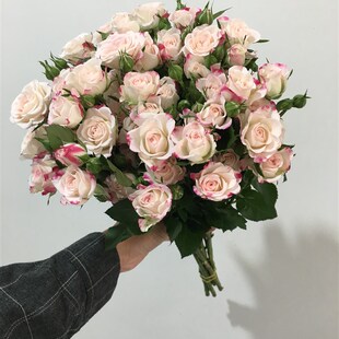 新鲜小玫瑰多头玫瑰泡泡鲜花折射新品种云南鲜花A级10支/扎空运