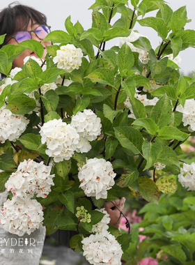 海蒂的花园 黑金刚白色大花绣球新品分枝好阳台庭院盆栽花卉植物