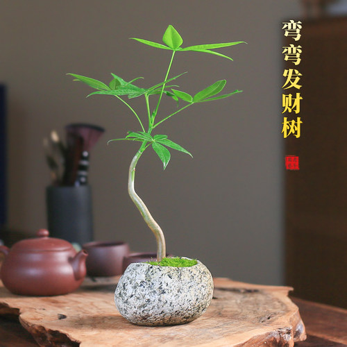 发财树石头盆栽创意迷你小造型绿植办公室桌面四季好养招财树摆件