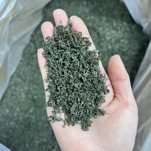 2026年高山云雾绿茶明前茶新茶炒青豆香浓香