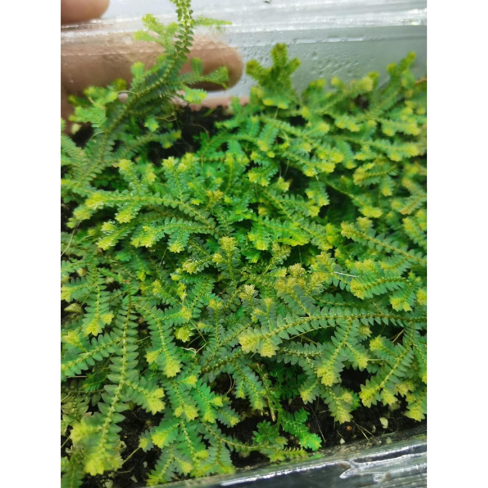 翠云草高山伏地卷柏爬藤植物雨林生态瓶造景微景观铺面苔藓小翠云