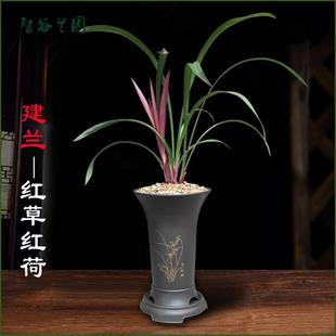 兰墨宝小盆栽室内观赏花卉 建兰红草红荷名贵迷你矮种兰花紫草四季