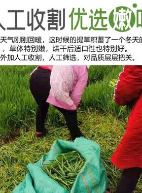 25年全叶兰烘干南摩西干草毛重1k兔提NVZ子g草龙猫荷猪豚鼠牧草饲