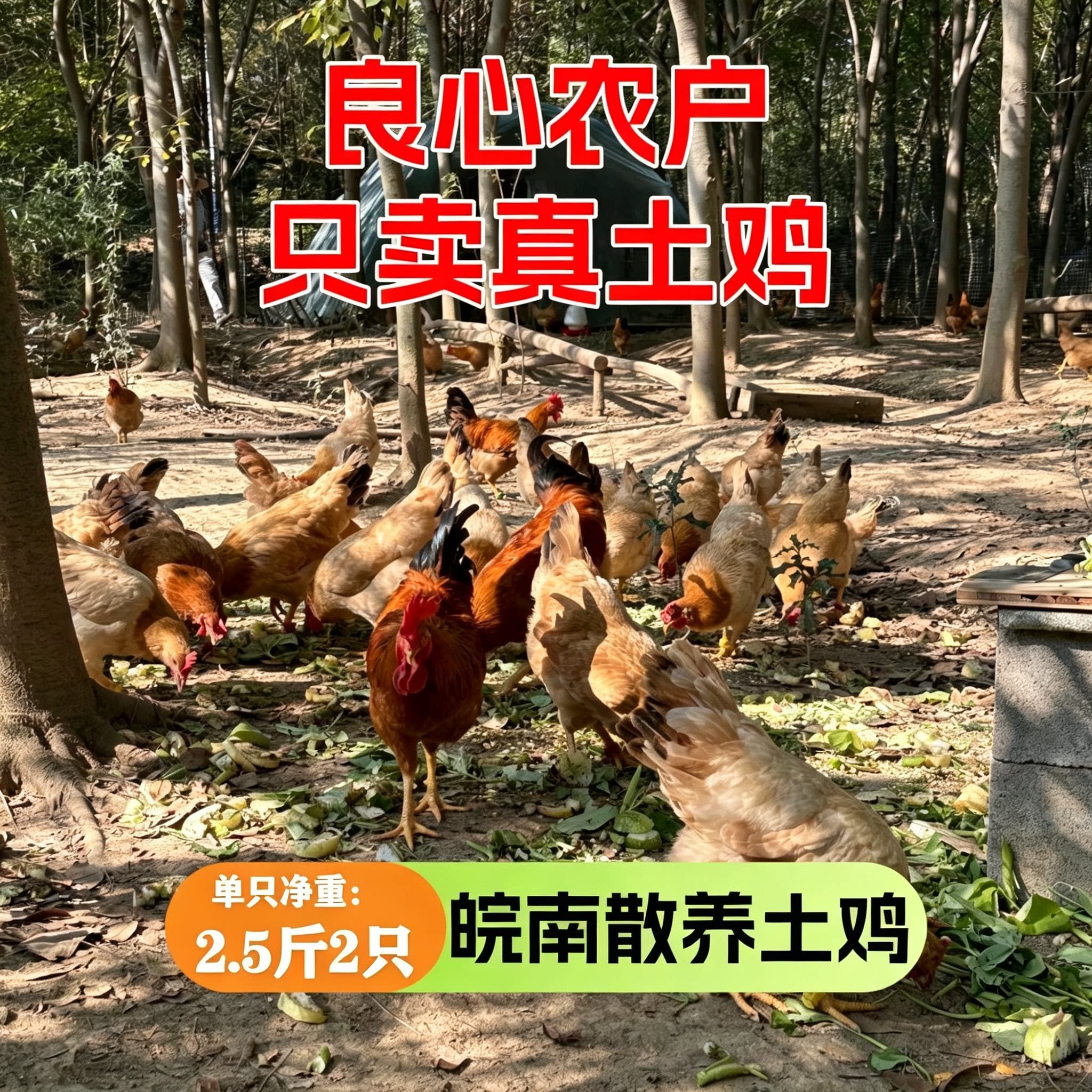 土鸡老母鸡食补产后调养家常煲汤