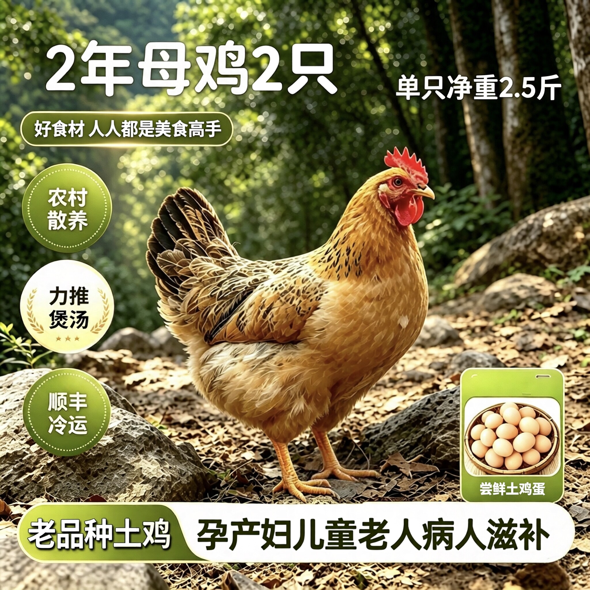 土鸡老母鸡食补产后调养家常煲汤