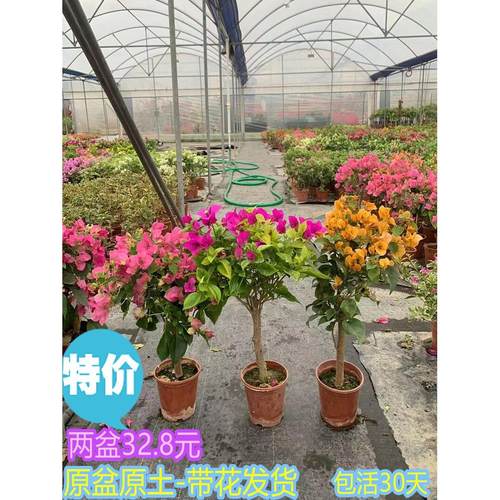 三角梅盆栽带花四季开花爬藤植物阳台小花卉庭院勤花好养大苗绿樱