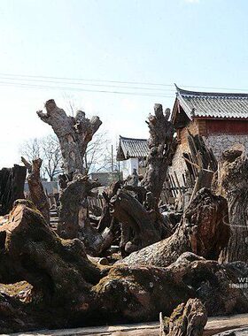 清泉古艺园艺根雕实木摆件工程造景枯木树根山水公园实木自然摆设