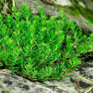 农村垂盆草新鲜泡茶可食用降转氨酶中药材养肝护肝现挖新鲜包活