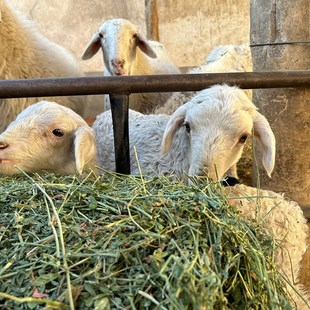 苜蓿草干草喂牛羊马吃的草料羊草草料羊驼大型动物园饲料紫花苜蓿