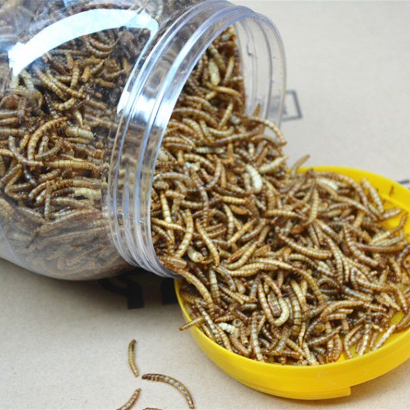 面包虫干黄粉虫干仓鼠粮食八哥鹩哥画眉百灵水龟食物龟粮包邮500g