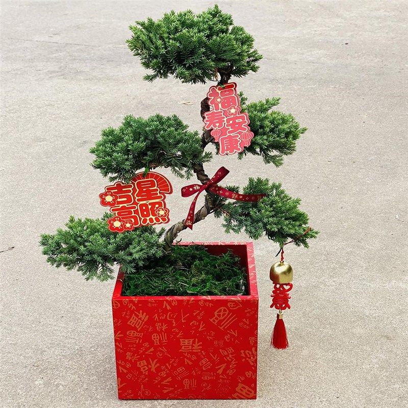 五层塔松盆栽送老人祝寿绿植盆景真室内乔迁新居植物退休开业礼物,鲜花速递/花卉仿真/绿植园艺,造型盆景,淘宝优惠券,粉丝福利购,淘宝优惠卷