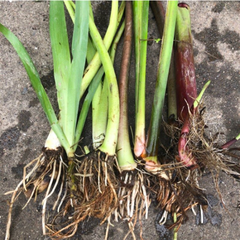 鱼池龟池净化水质植物沼泽过滤挺水植物龟缸净化水质水生水草植物,鲜花速递/花卉仿真/绿植园艺,绿植,淘宝优惠券,粉丝福利购,淘宝优惠卷