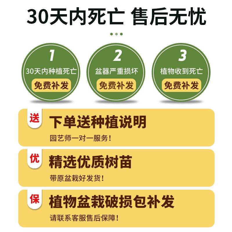 大文竹盆栽四季常青绿植花卉客厅室内办公室盆景植物好养老桩大苗