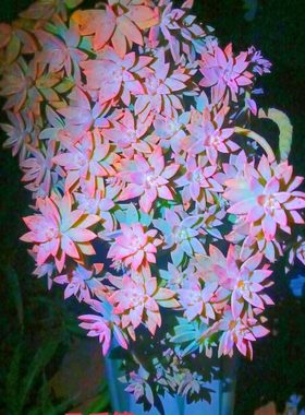 多肉植物橙色恋人大老桩网红爆款悬崖妖桩造型多肉好养室内外庭院