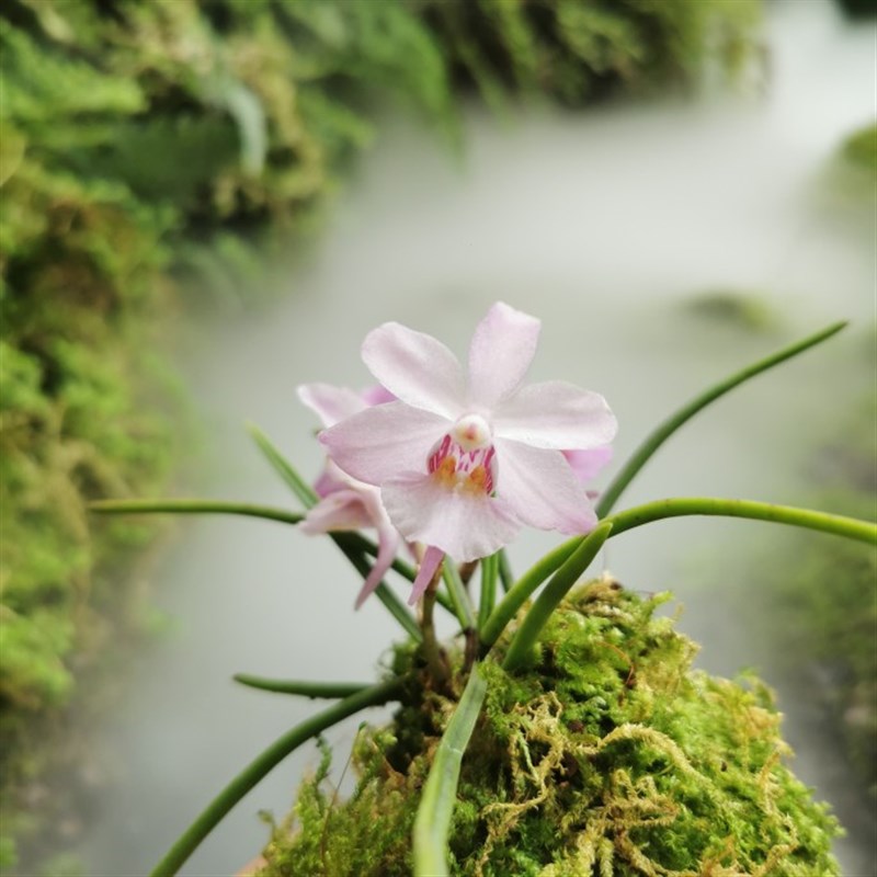 【蜜桃槽舌兰 】Hocl mitao迷你附生兰春季芳香多花型雨林缸造景