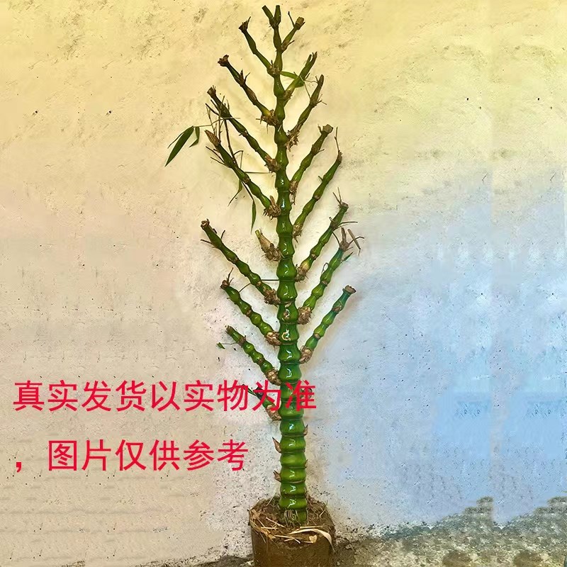 佛肚竹老桩盆景苗盆栽办公室内大型观赏富贵竹庭院四季景观绿植物