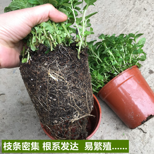 薄荷盆栽可食用留兰香柠檬香薄荷苗调酒驱蚊迷迭香九成塔阳台植物