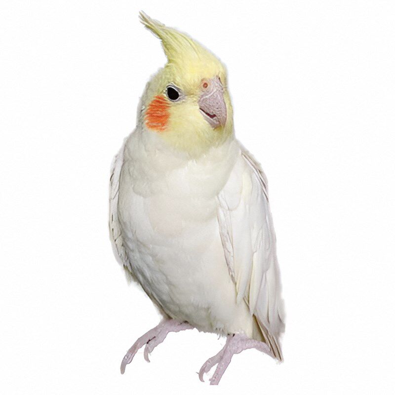 玄凤鹦鹉活鸟黄化珍珠原始灰手养亲人能学说话唱歌的半毛宠物雏鸟